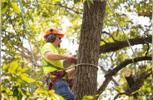 Arborist trädfällning